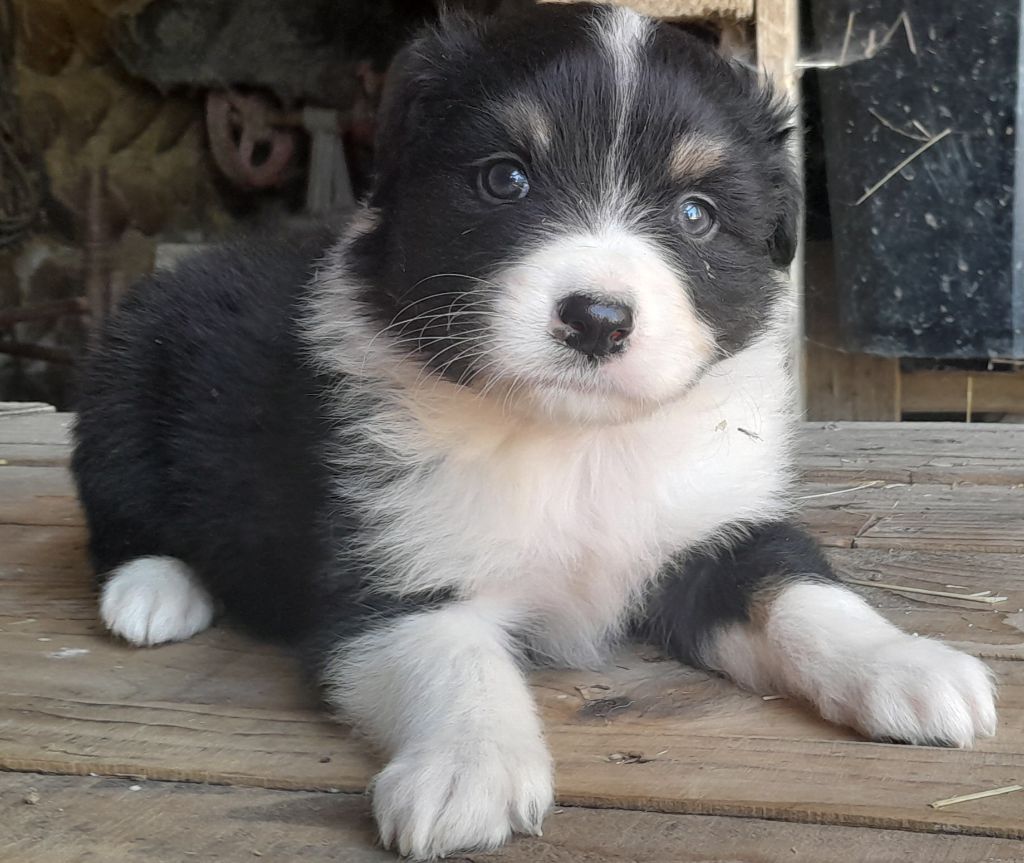 de l'éclair du diamant - Chiots disponibles - Berger Australien