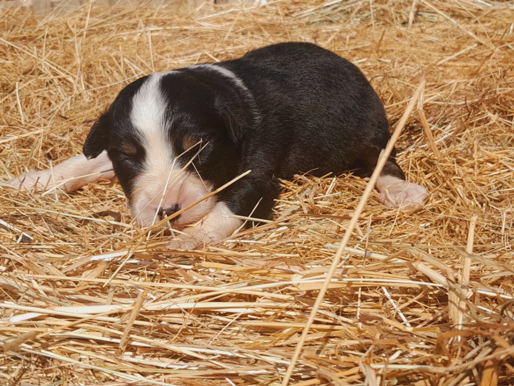 de l'éclair du diamant - Chiots disponibles - Berger Australien