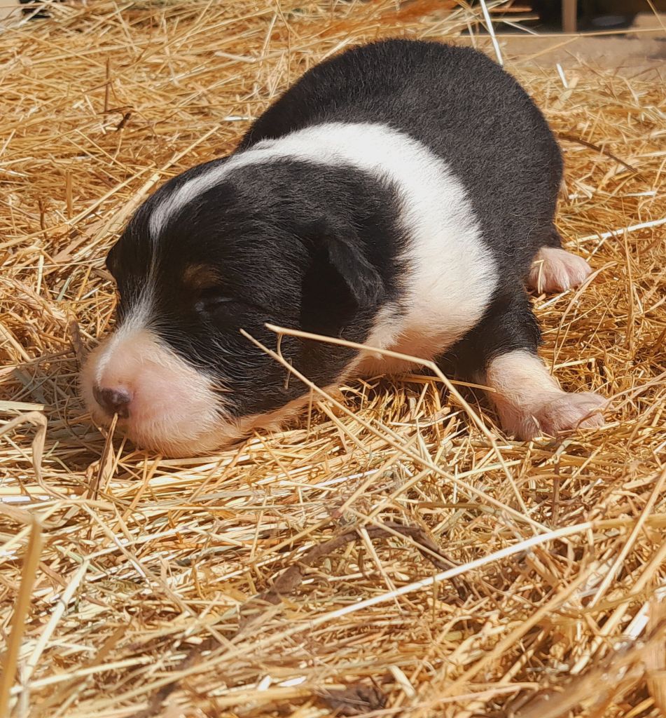 de l'éclair du diamant - Chiots disponibles - Berger Australien
