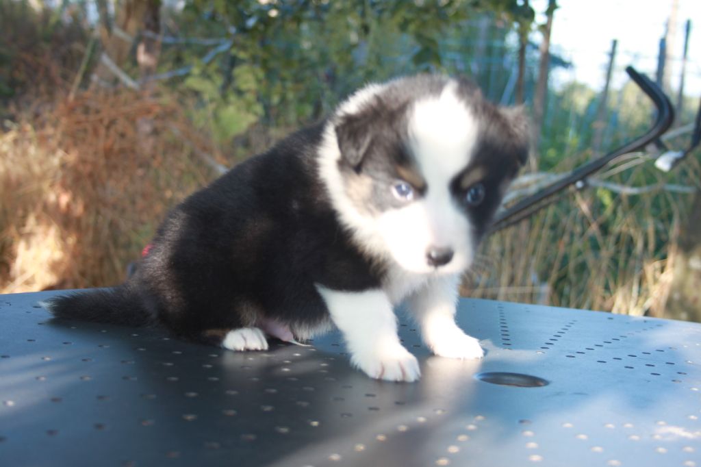 de l'éclair du diamant - Chiots disponibles - Berger Australien