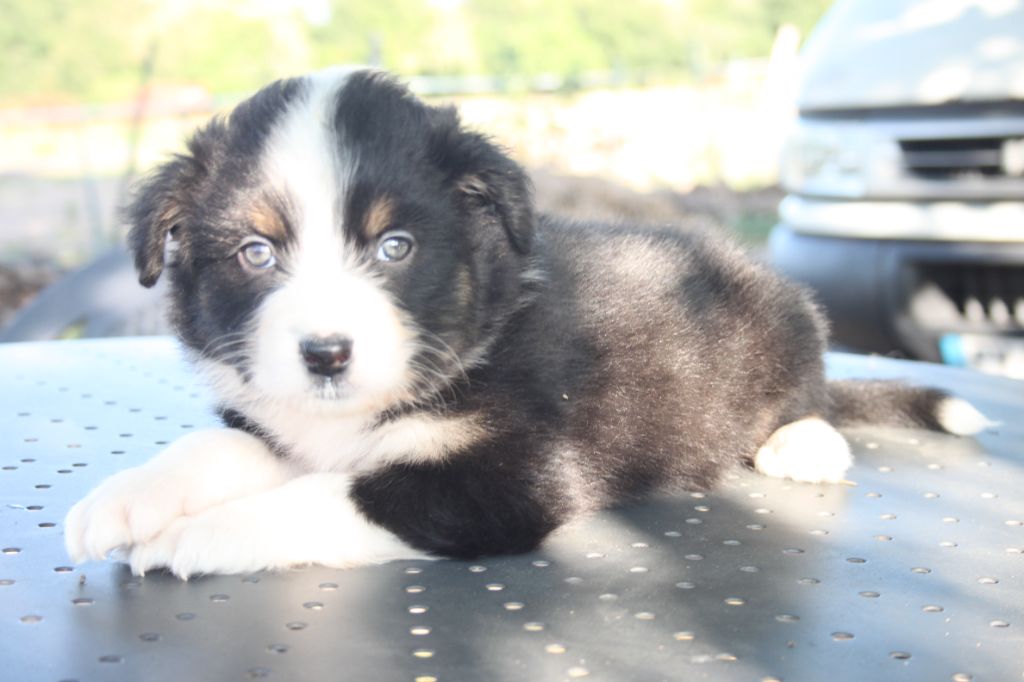 de l'éclair du diamant - Chiots disponibles - Berger Australien