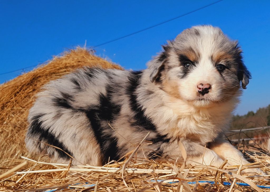 de l'éclair du diamant - Chiots disponibles - Berger Australien