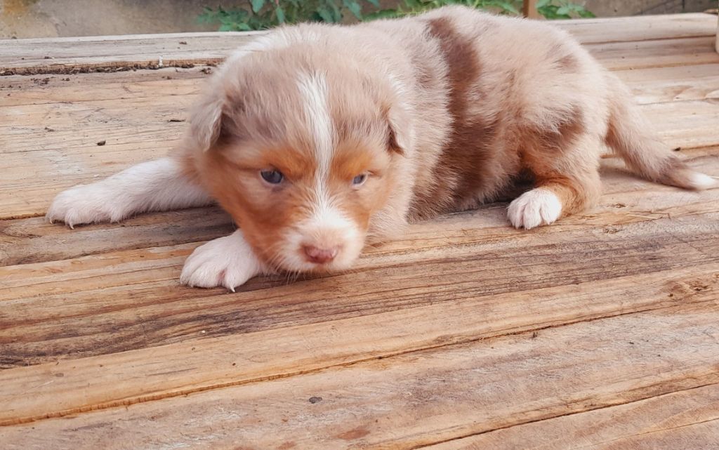 de l'éclair du diamant - Chiots disponibles - Berger Australien