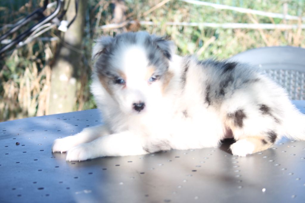 de l'éclair du diamant - Chiots disponibles - Berger Australien