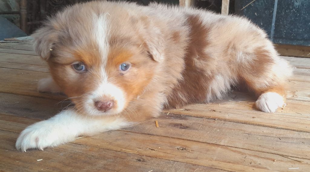de l'éclair du diamant - Chiots disponibles - Berger Australien