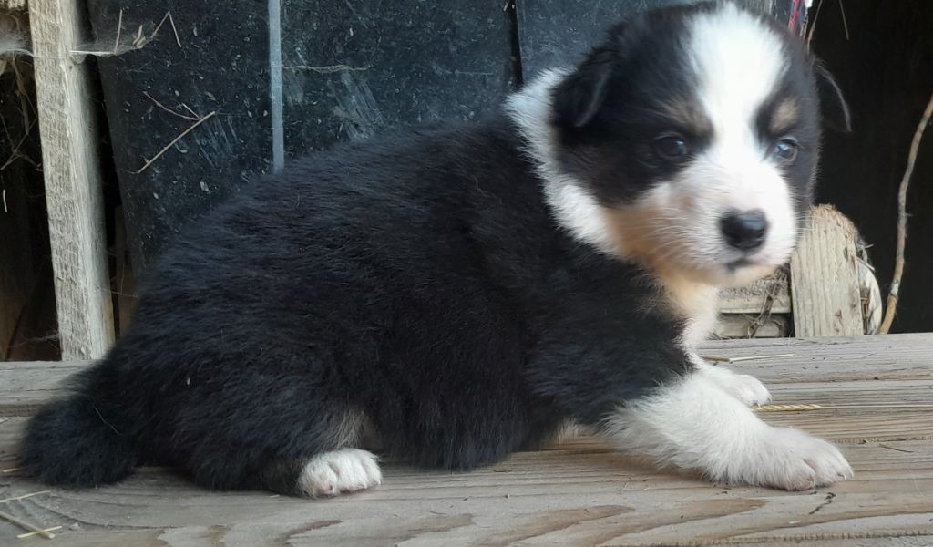 de l'éclair du diamant - Chiots disponibles - Berger Australien