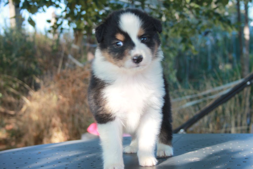 de l'éclair du diamant - Chiots disponibles - Berger Australien