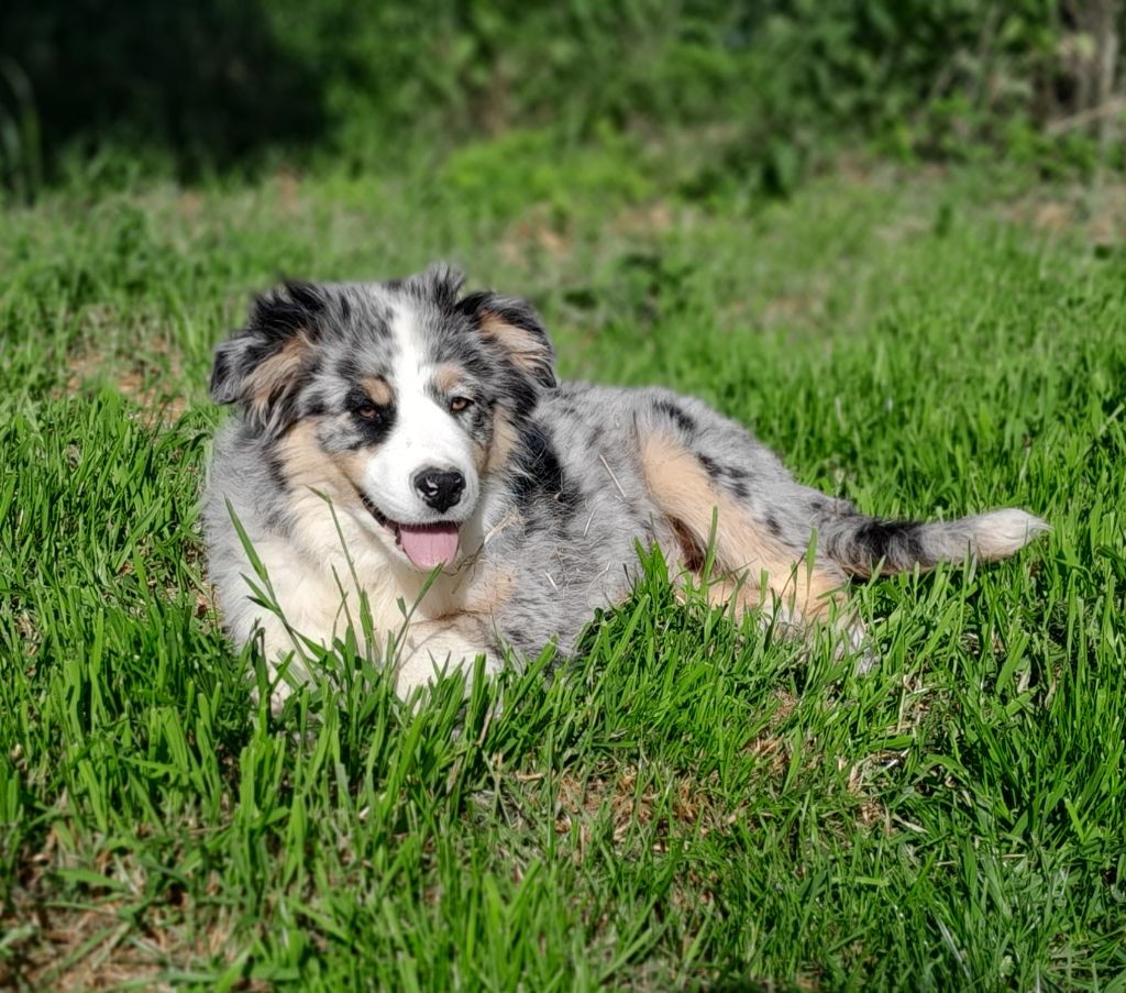 de l'éclair du diamant - Chiots disponibles - Berger Australien