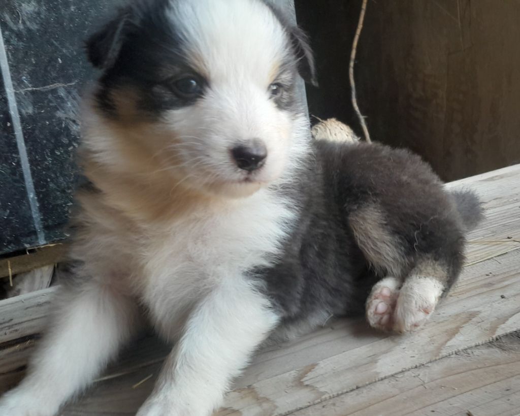 de l'éclair du diamant - Chiots disponibles - Berger Australien