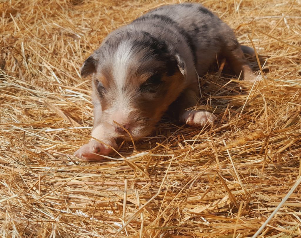 de l'éclair du diamant - Chiots disponibles - Berger Australien