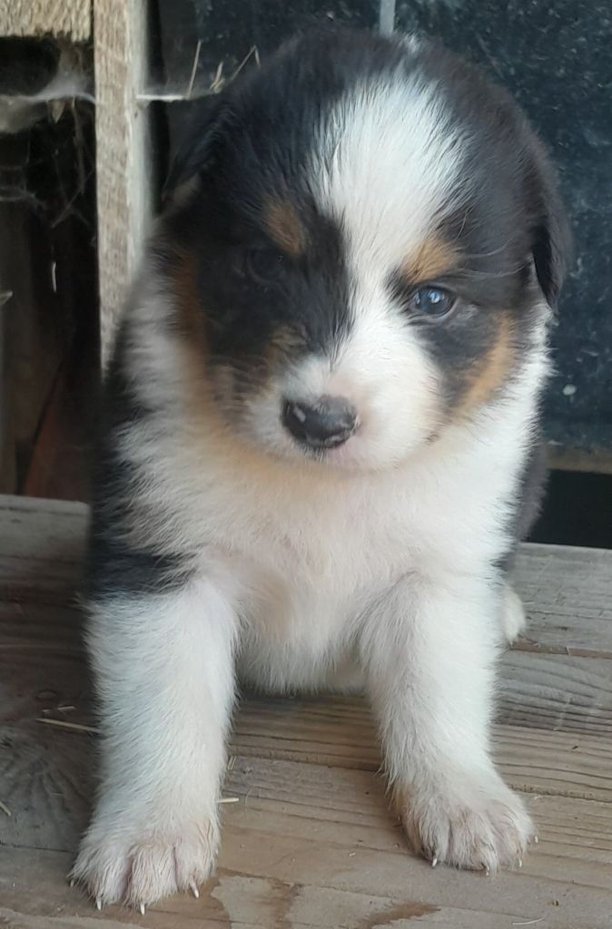 de l'éclair du diamant - Chiots disponibles - Berger Australien