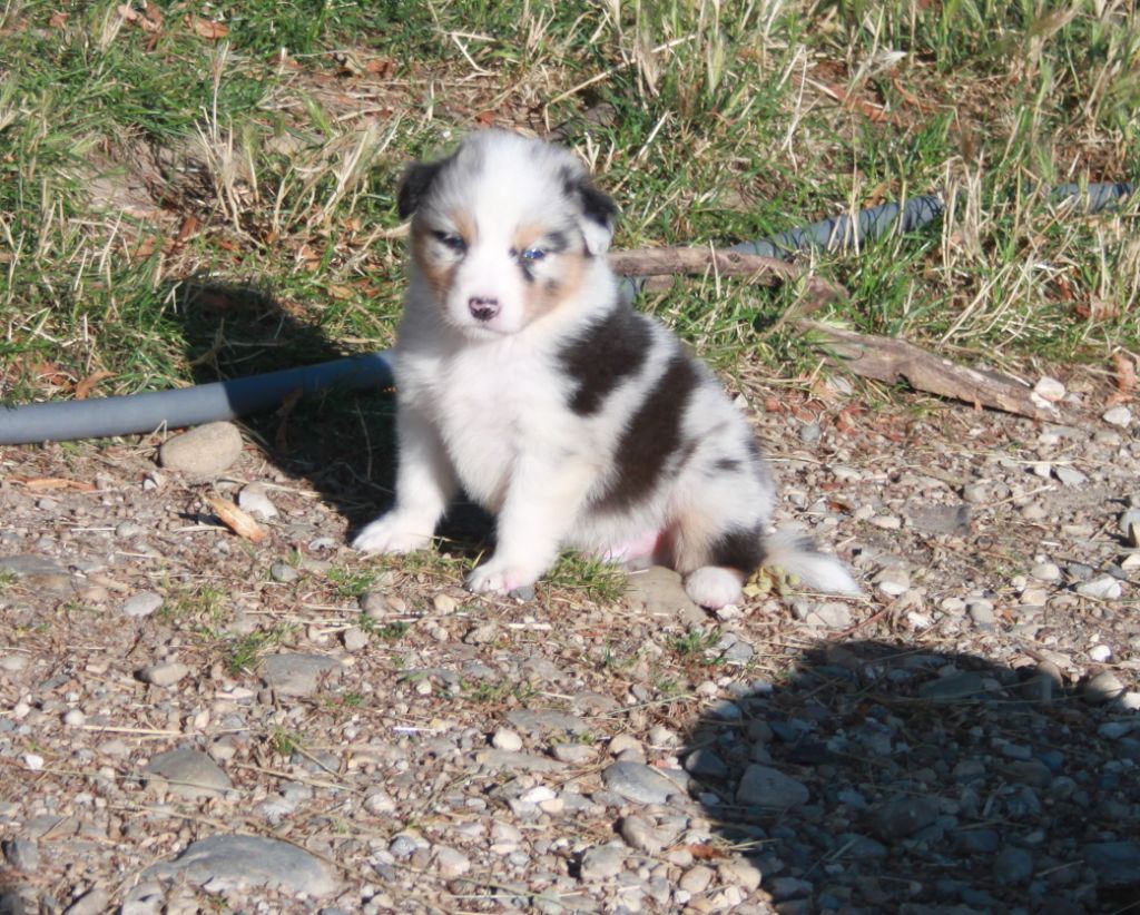 de l'éclair du diamant - Chiots disponibles - Berger Australien