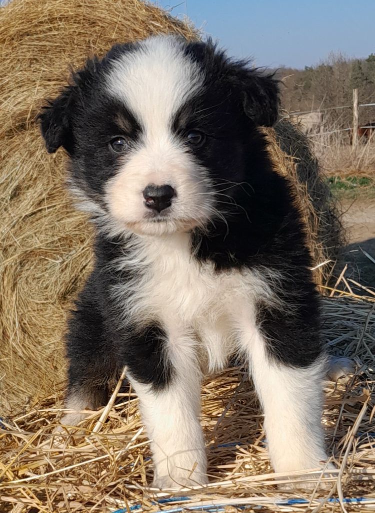 de l'éclair du diamant - Chiots disponibles - Berger Australien