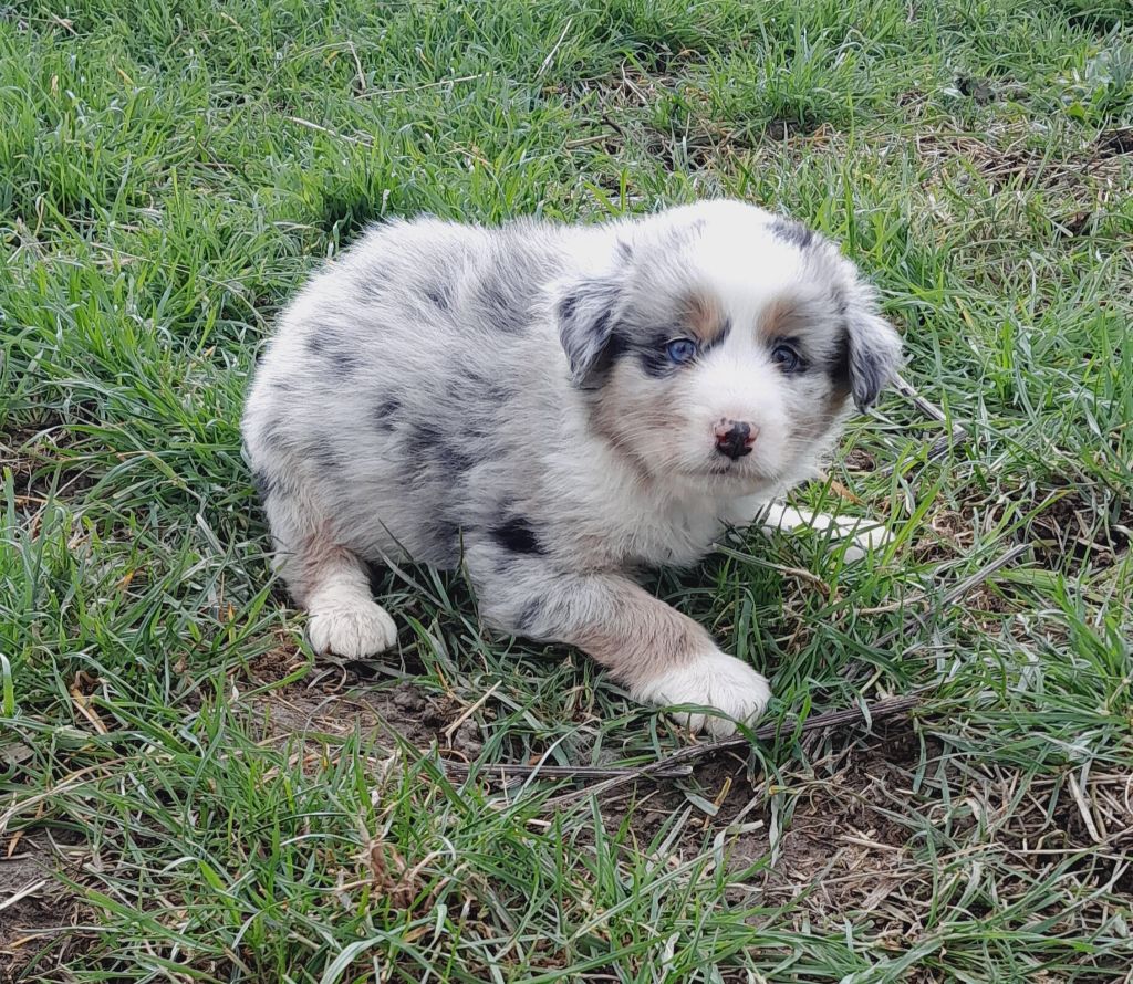 de l'éclair du diamant - Chiots disponibles - Berger Australien