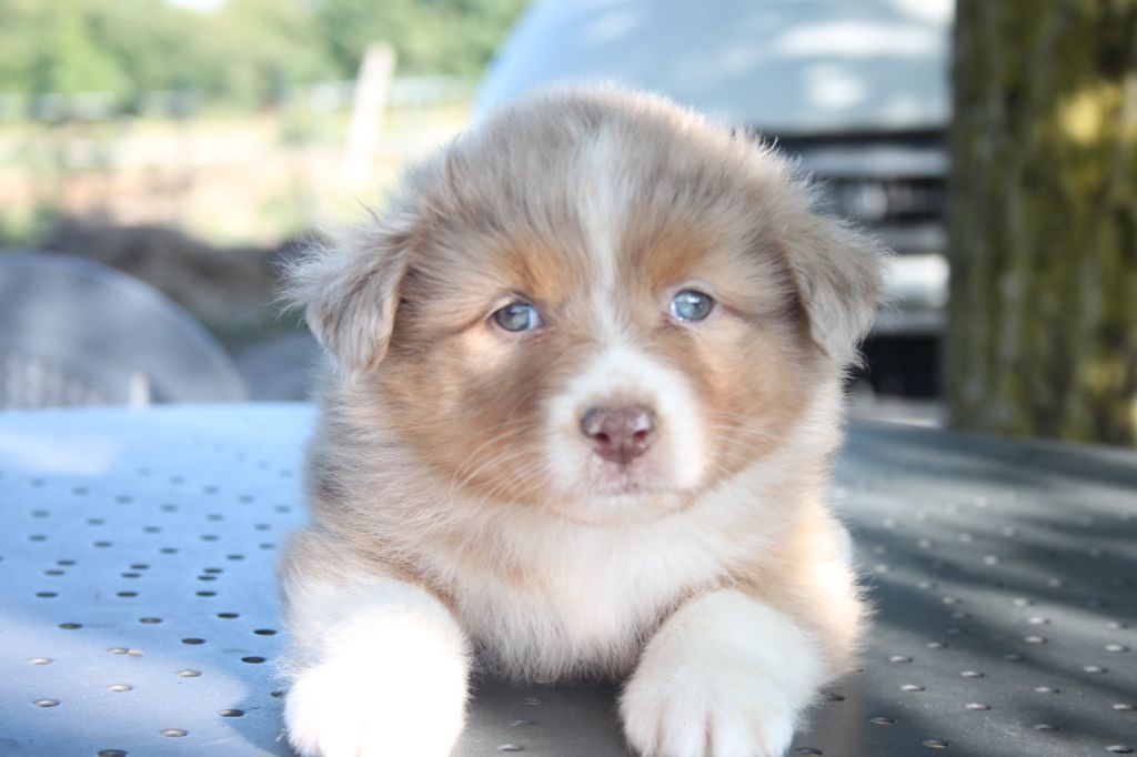 de l'éclair du diamant - Chiots disponibles - Berger Australien