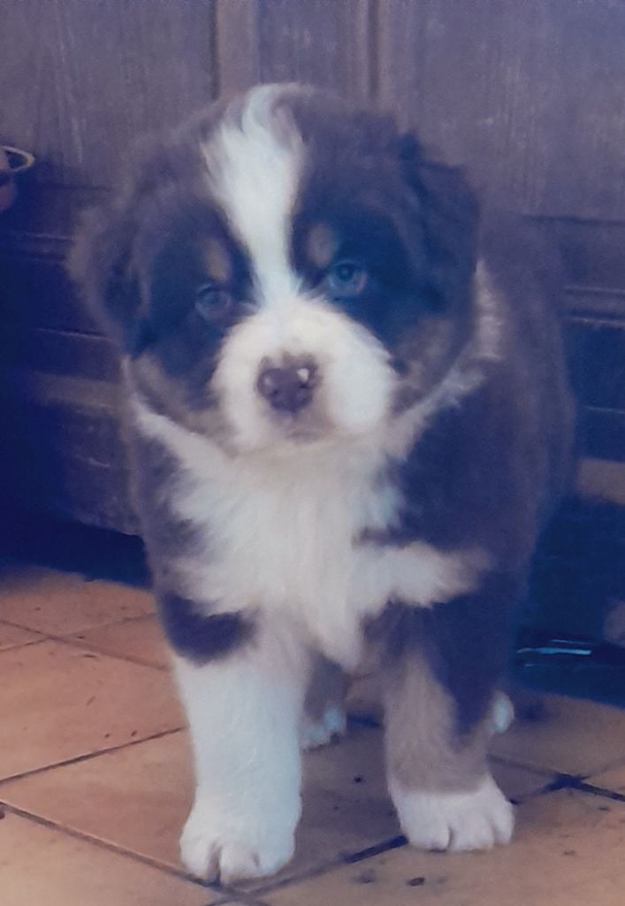 de l'éclair du diamant - Chiots disponibles - Berger Australien