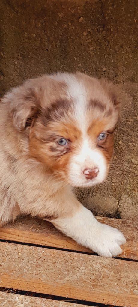 de l'éclair du diamant - Chiots disponibles - Berger Australien