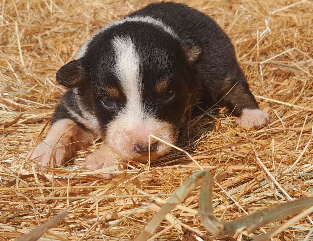 de l'éclair du diamant - Chiots disponibles - Berger Australien