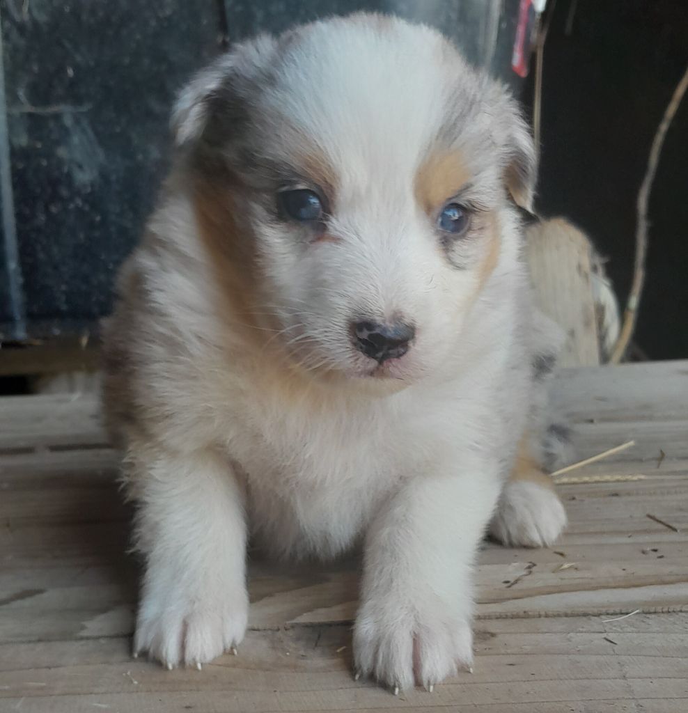 de l'éclair du diamant - Chiots disponibles - Berger Australien