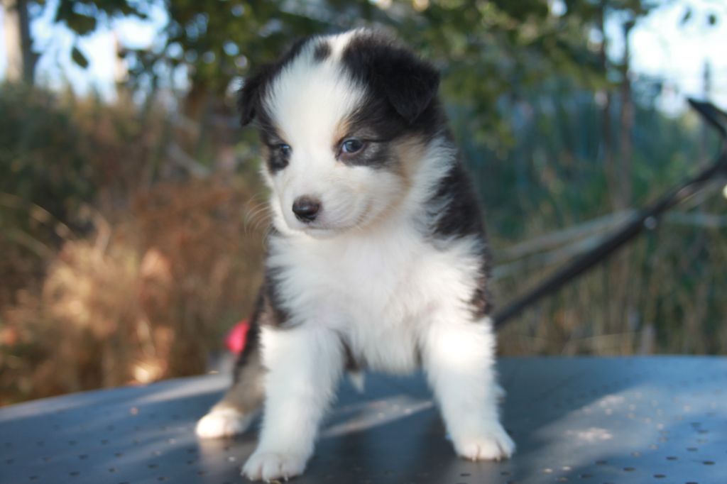 de l'éclair du diamant - Chiots disponibles - Berger Australien