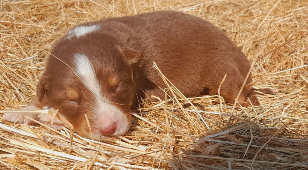de l'éclair du diamant - Chiots disponibles - Berger Australien
