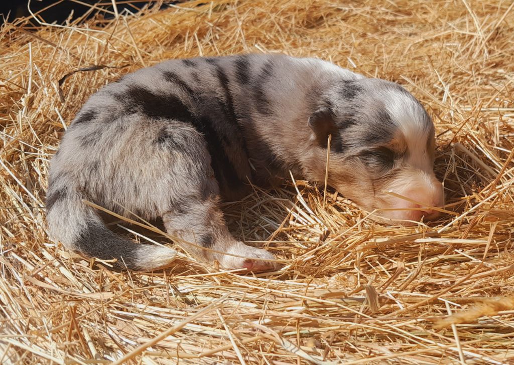 de l'éclair du diamant - Chiots disponibles - Berger Australien