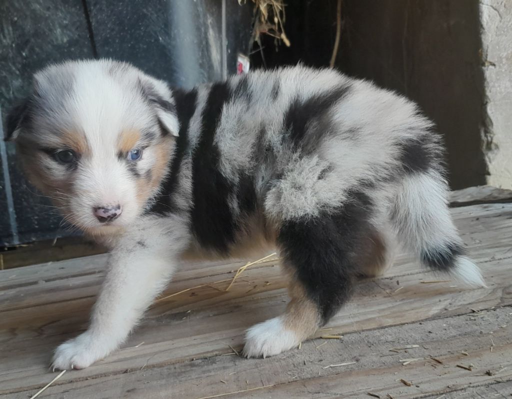 de l'éclair du diamant - Chiots disponibles - Berger Australien
