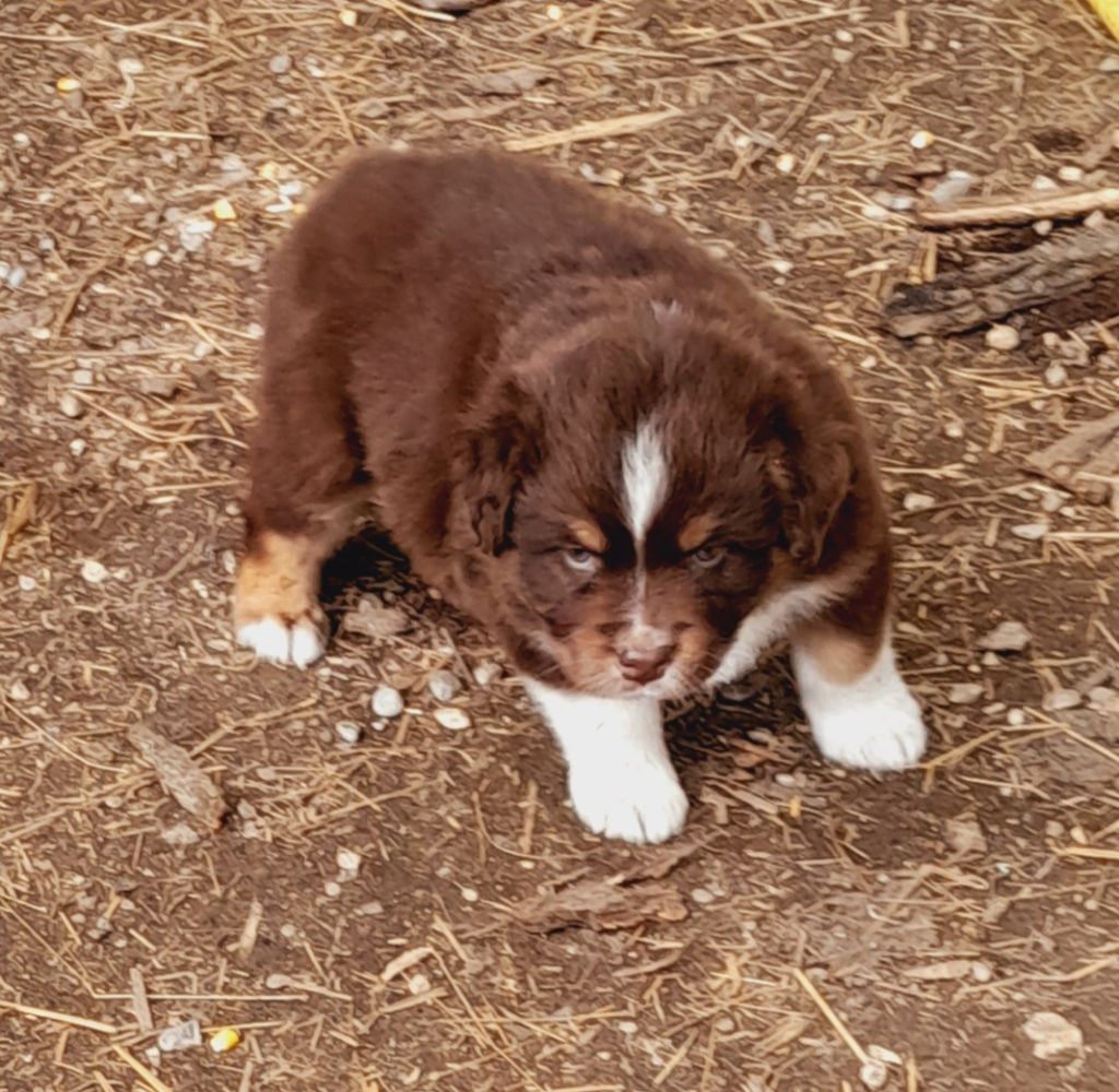 de l'éclair du diamant - Chiots disponibles - Berger Australien