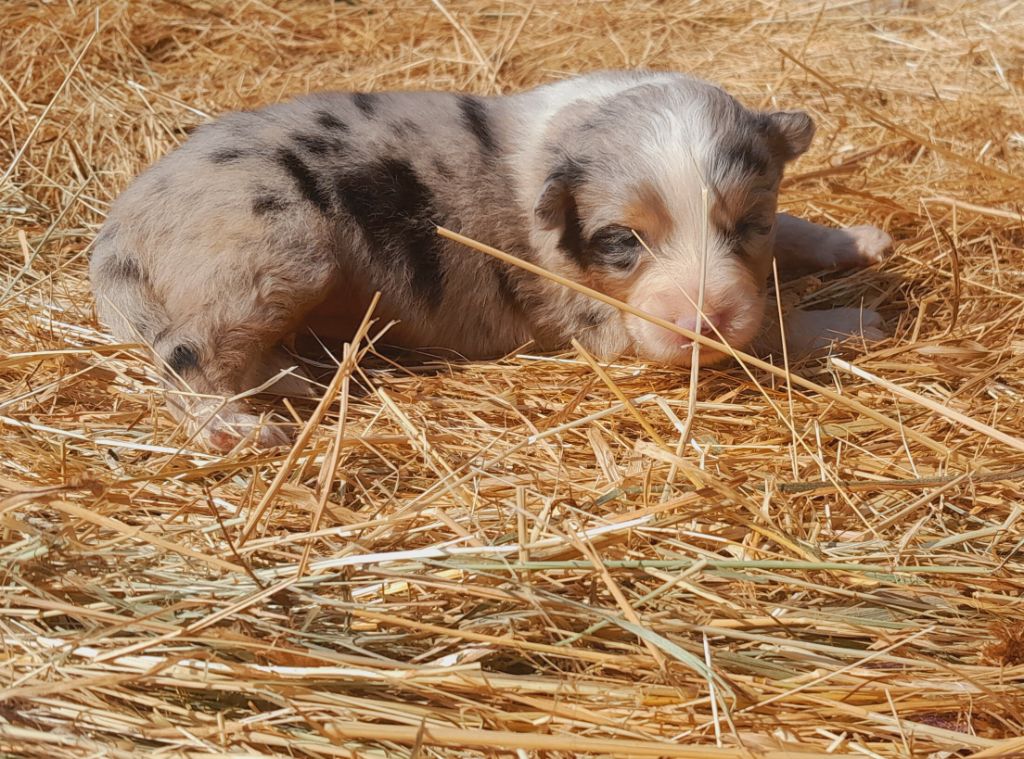 de l'éclair du diamant - Chiots disponibles - Berger Australien